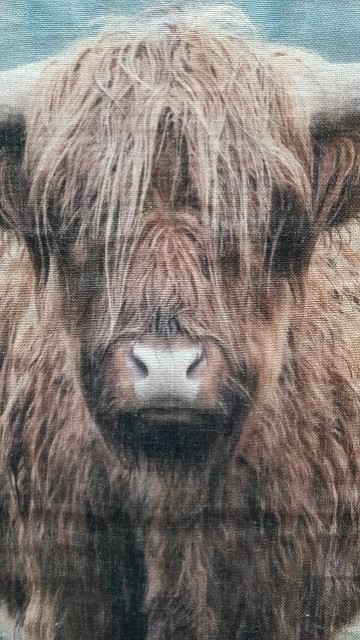 Schotse hooglander groot de kop