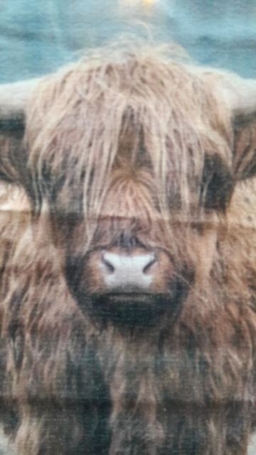 Schotse hooglander klein de kop