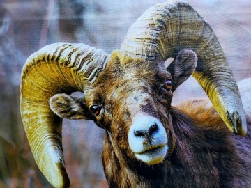 Wanddoek kop ram vergroting