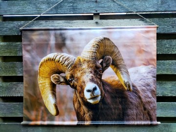 Wanddoek kop ram1